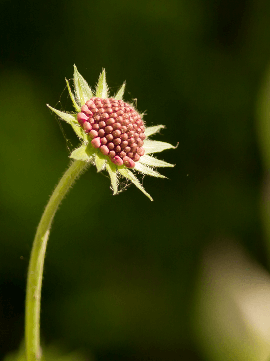 Knautia macedonica